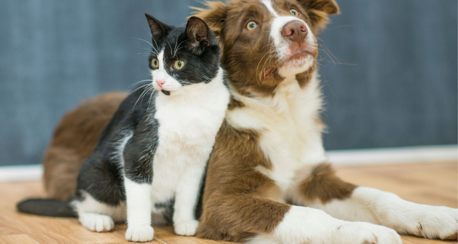 come addestrare un cucciolo