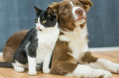 come addestrare un cucciolo