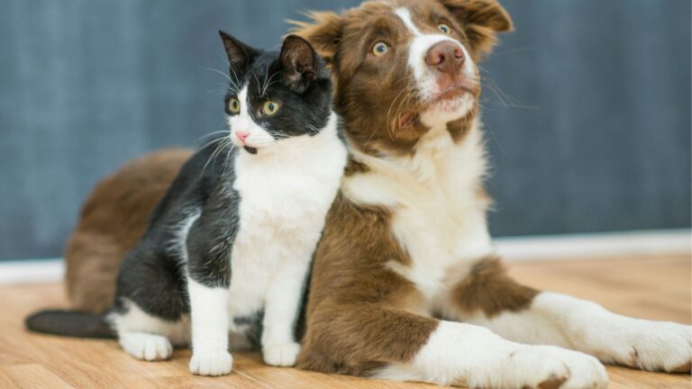 come addestrare un cucciolo