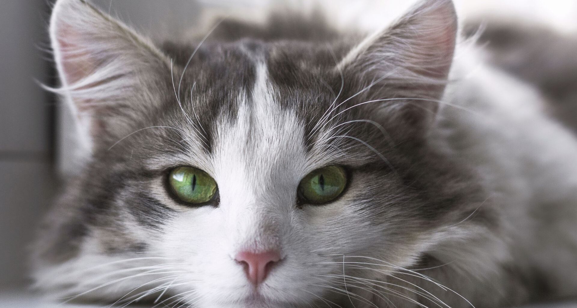 linguaggio del corpo del gatto