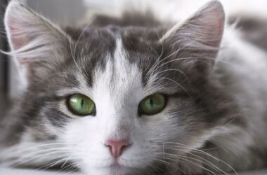 linguaggio del corpo del gatto