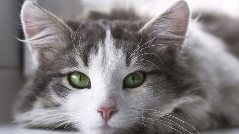 linguaggio del corpo del gatto