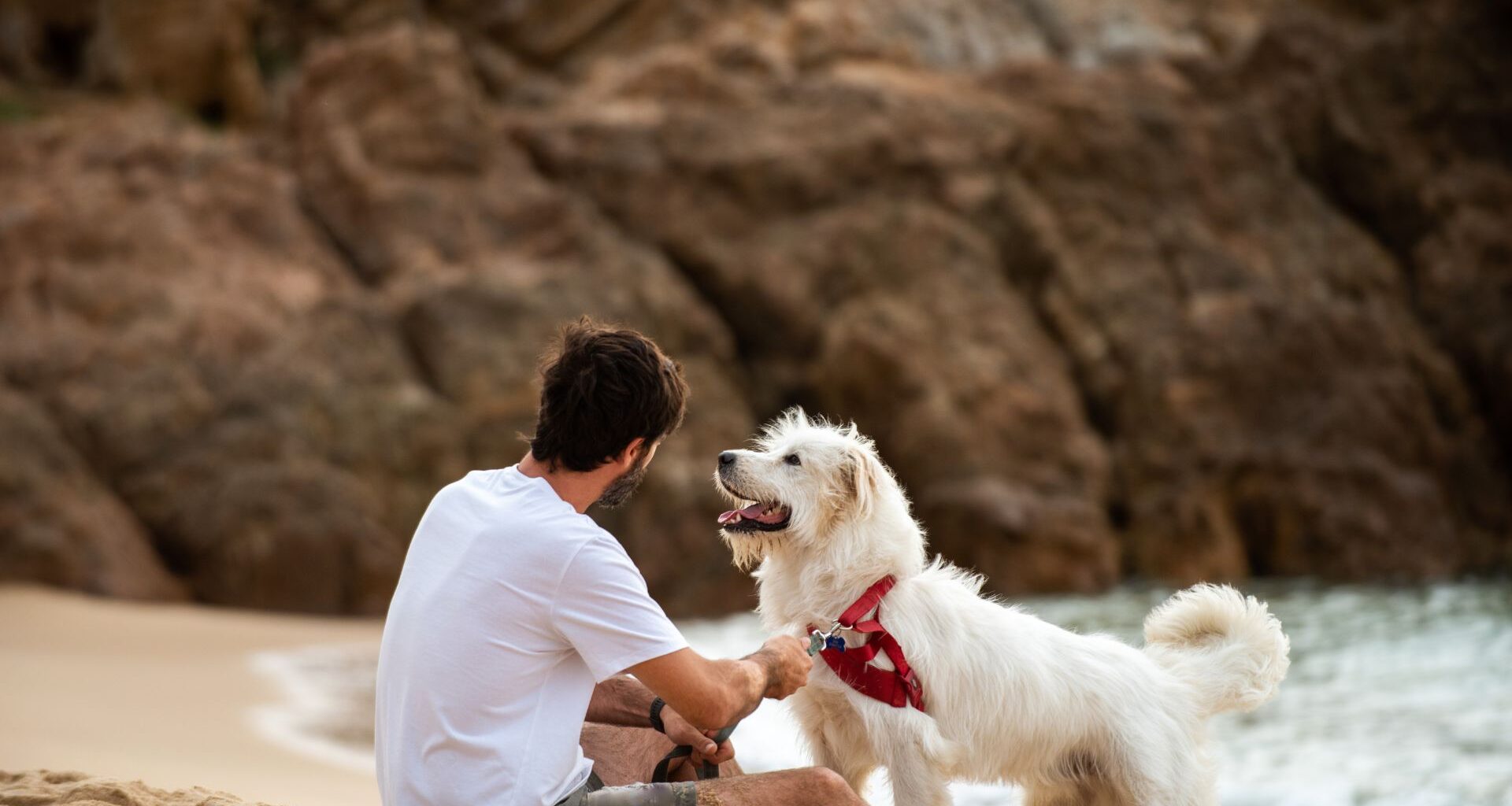 in vacanza con il cane al mare