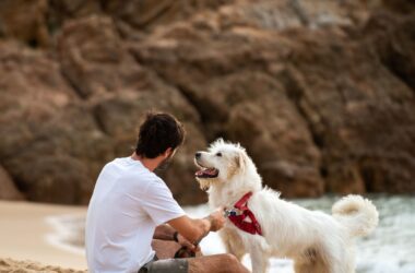 in vacanza con il cane al mare