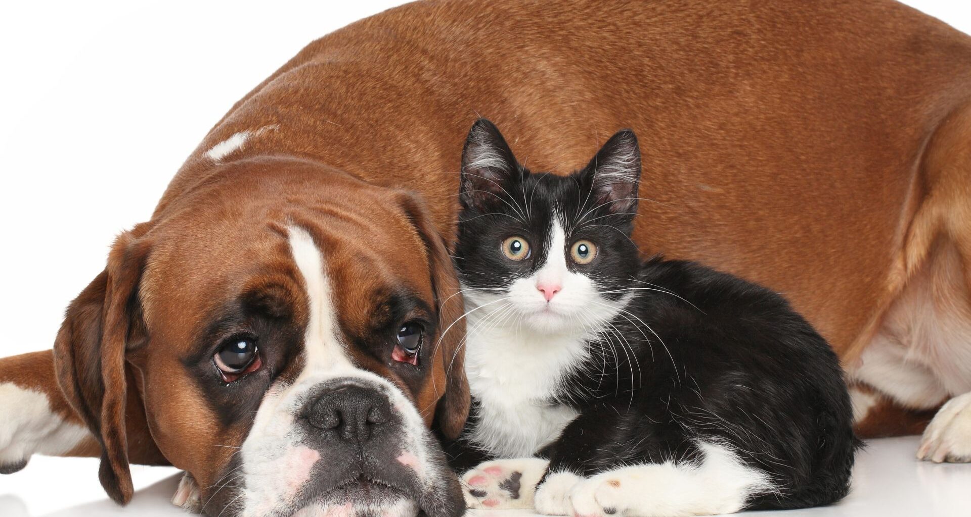 obesità nel cane e nel gatto