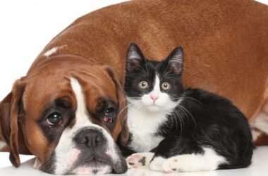 obesità nel cane e nel gatto
