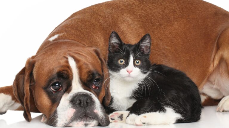 obesità nel cane e nel gatto