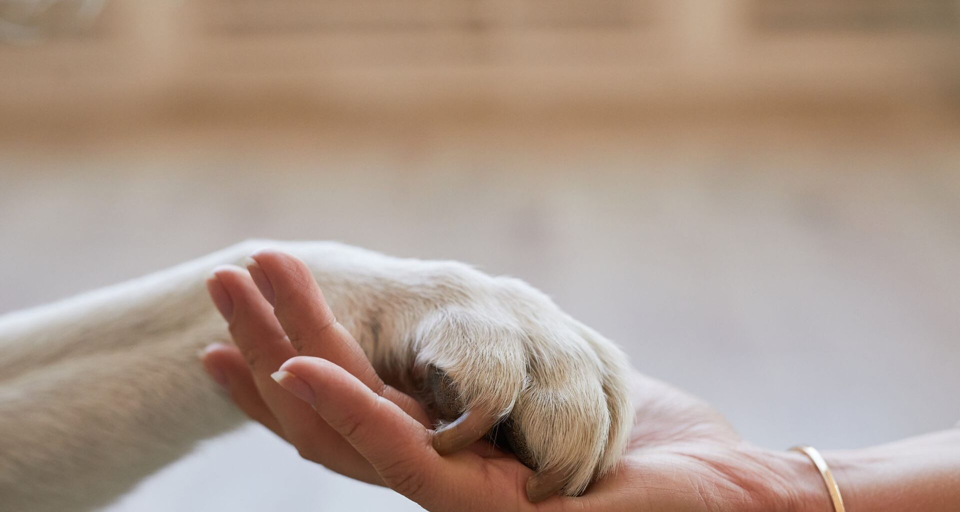 salute degli animali