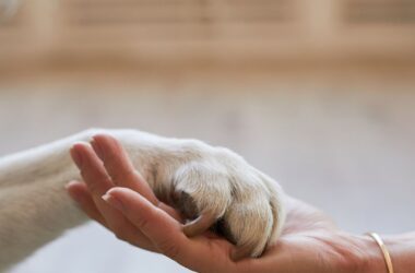 salute degli animali