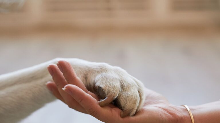 salute degli animali